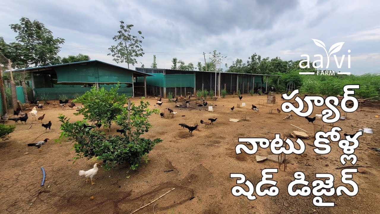 నాటు కోళ్ల షెడ్ డిజైన్ || Free Range Poultry Farm Shed Plan || Aarvi Farm's Country Chicken Farming