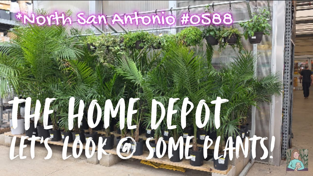 Plants this week @ The Home Depot
