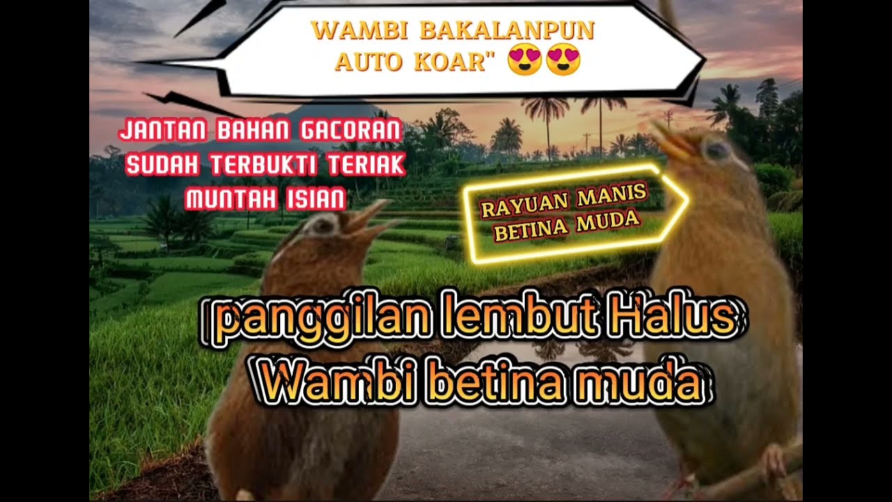 SUARA WAMBI BETINA, WAMBI BETINA PANCINGAN BAHAN, RAYUAN MANIS WAMBI BETINA MUDA