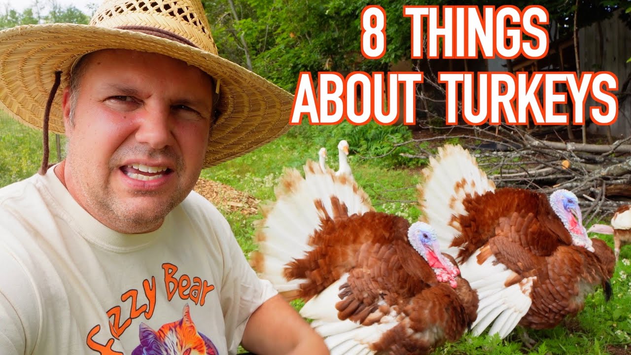8 Things I've Learned Raising Turkeys