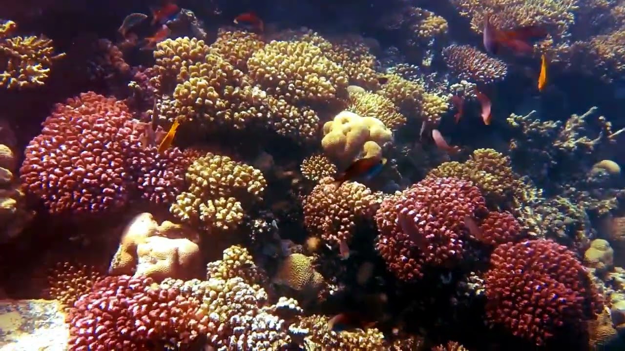 House Reef Arabella Azur Hurghada Egypt Aug - Sept 2022 (Part 1)