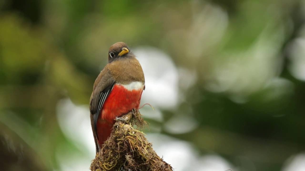 Foundation for the Conservation of the Tropical Andes FCAT