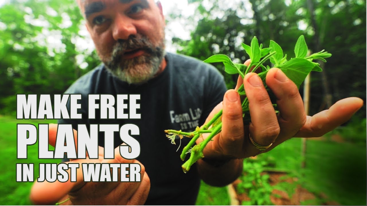 Propagate in only water for free plants