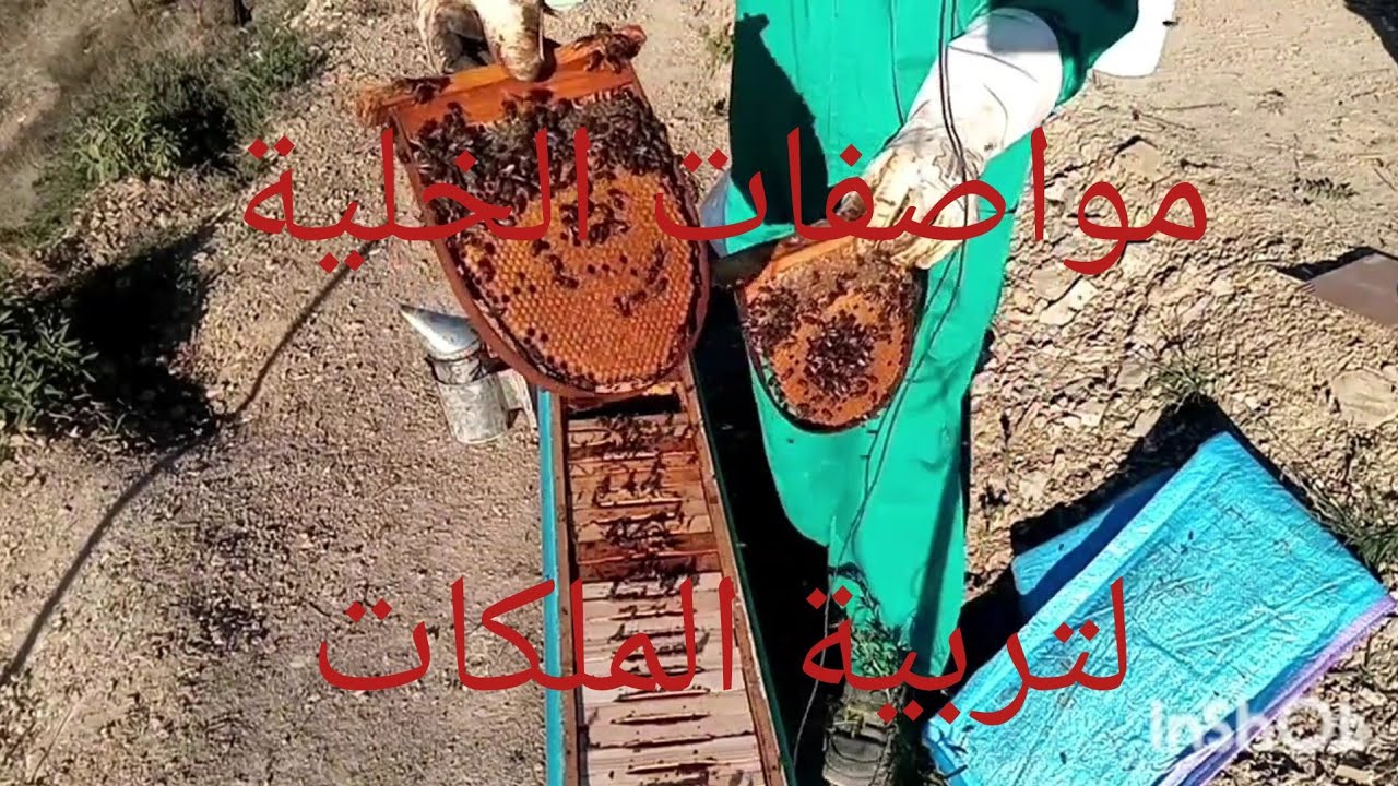  ماهي مواصفات خلية النحل لتربيةالملكات 