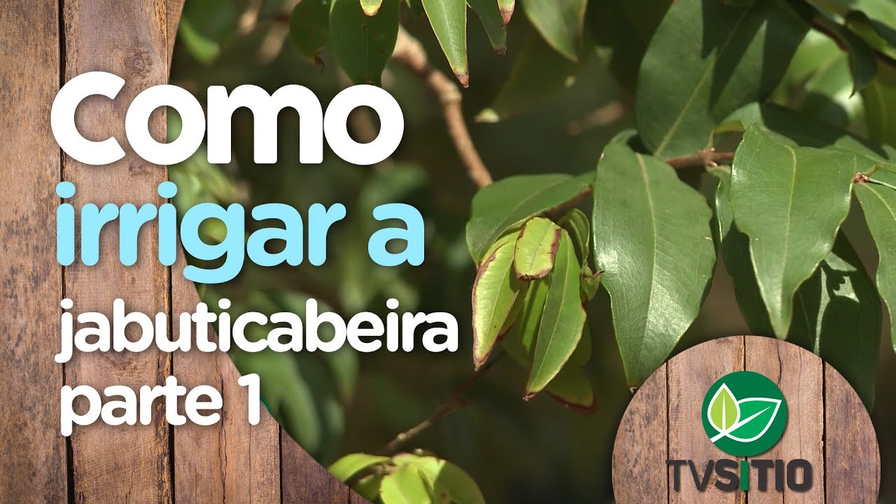 APRENDA A REGAR A JABUTICABEIRA Parte I