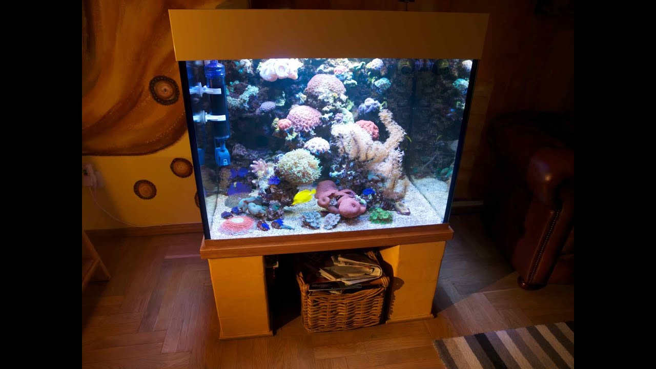 A perfect german reef aquarium vol. 2