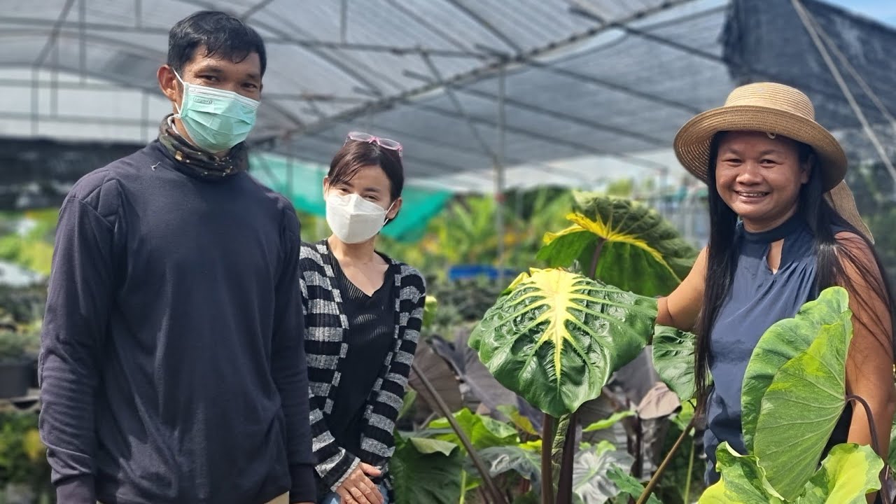 แนะนำวิธีปลูกโคโลคาเซีย หูช้างด่างเหลือง กระดาดด่างขาว บอนนาญี่ปุ่น Colocasia​ Alocasia จ. บุรีรัมย์