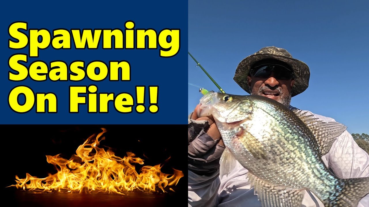 Spawning Season Is On Fire Eps.  213