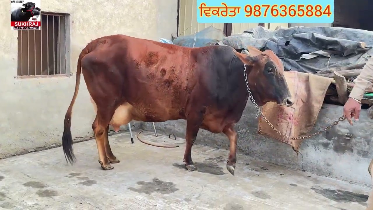 ਬਾਈ ਦੇ ਘਰ ਦੀ ਸਾਹਿਵਾਲ ਕਰੋਸ ਗਾਂ ਵਿਕਾਊ ਸੋਹਣੇ ਥਣ ਹਵਾਨੇ ਵਾਲੀ #sukhrajdairyfarming 