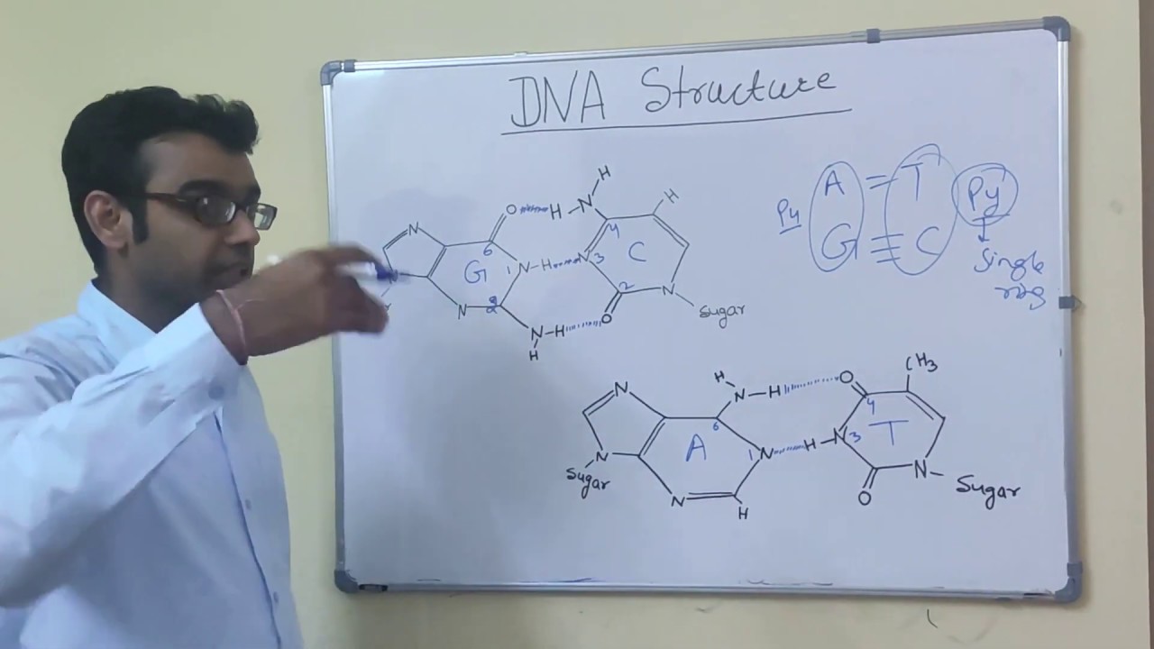 DNA Structure Part 2 (Base Pairing b/w Nucleotides) | Vikas Mangal, Scientist (GPB)