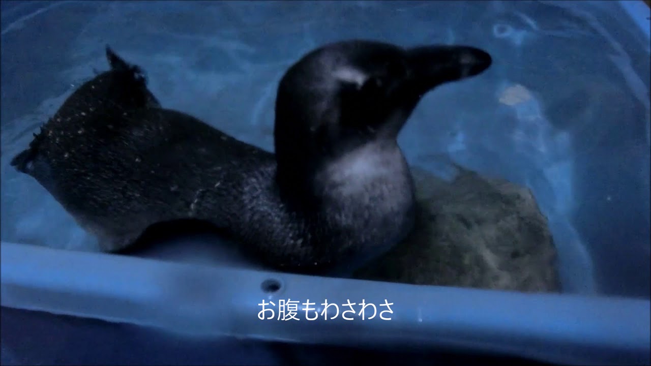 【ペンギン】ペンギンになったペンギン（伊勢シーパラダイス／水族館）