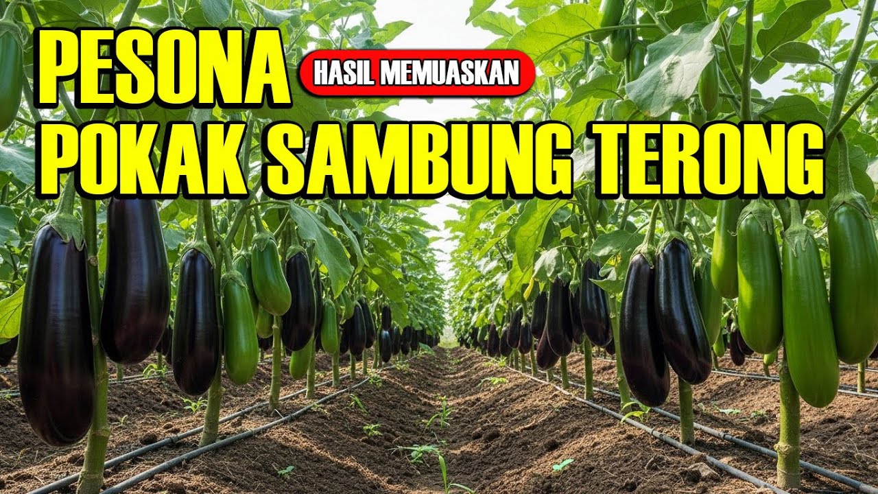 Pokak Vs Terong, Petani Auto Cuan