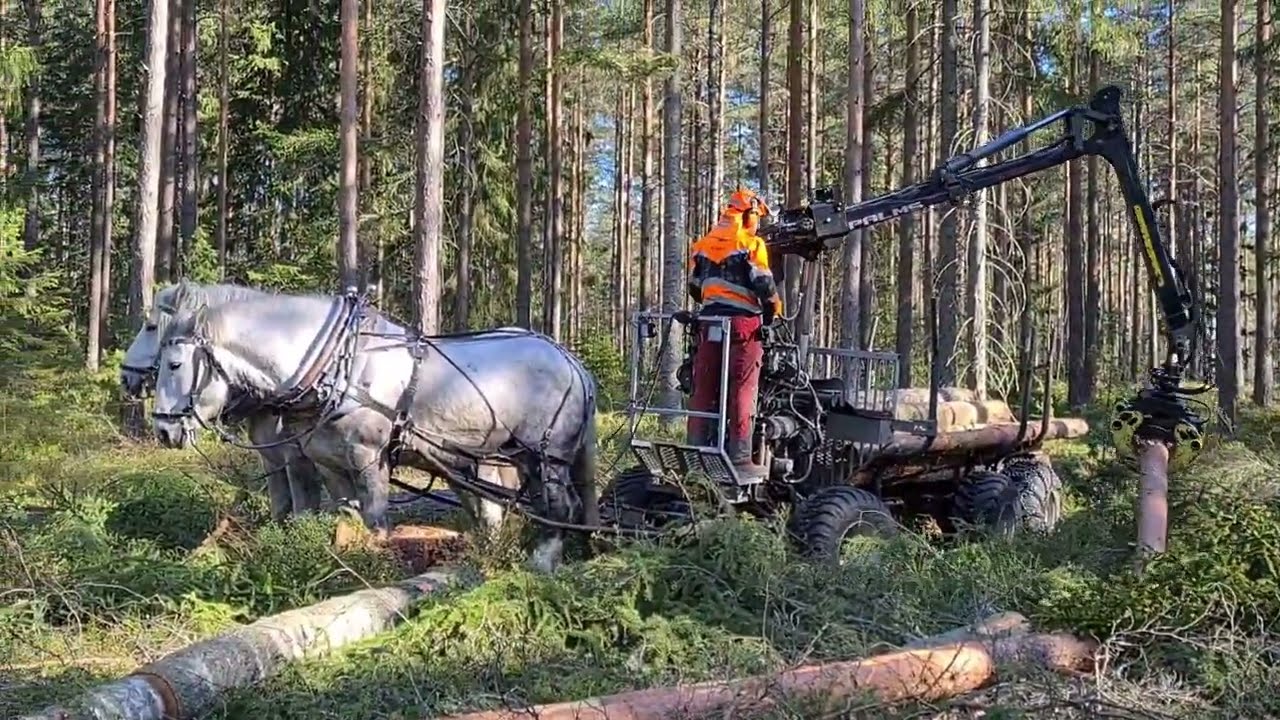 Puunajoa hevosmetsurin voimin Paimiossa 2021