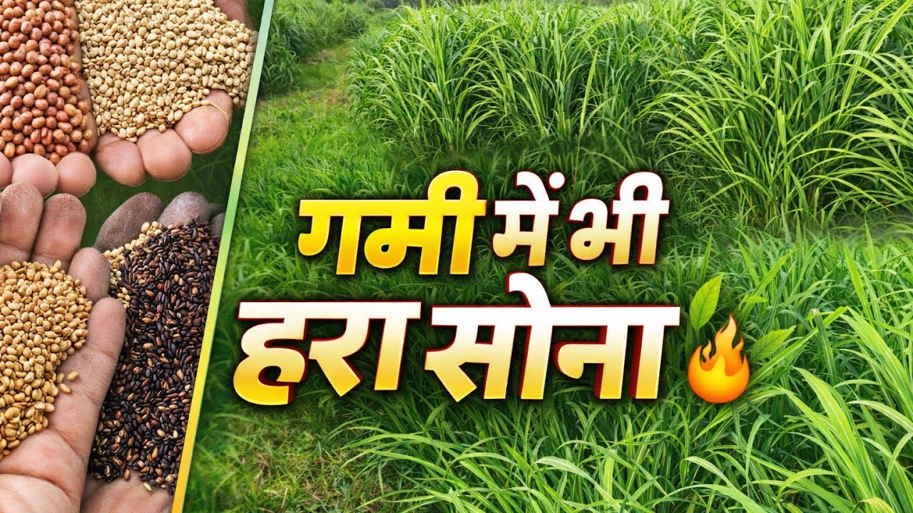 🐄 दूध कम है? क्या स्मार्ट सुपर नेपियर सच में दूध बढ़ाता है?
