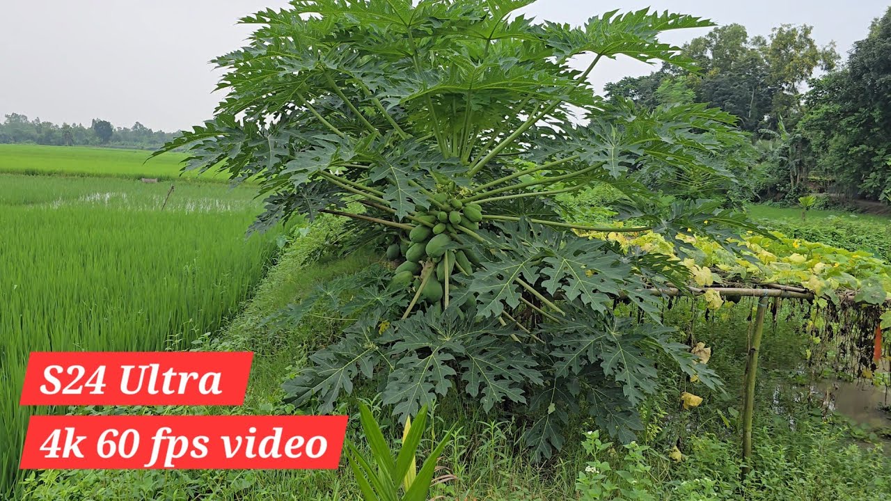 Samsung s24 Ultra 4k 60Fps video camera test