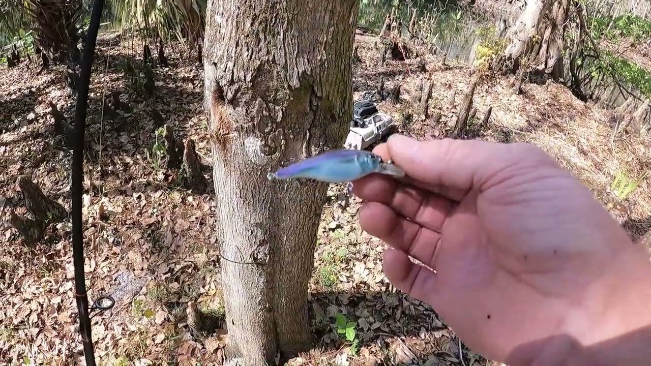 Searching for big Gar in the Ocala national Forest