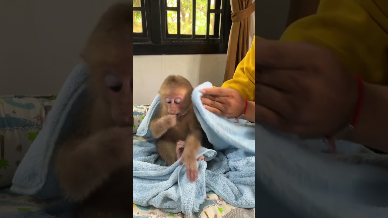 Monkey finds family, comfort, and happiness in human home ��❤️�� 
