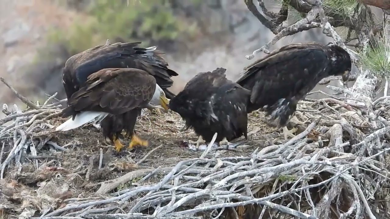 Smith Rock State Park Eaglets at 12 Weeks Old