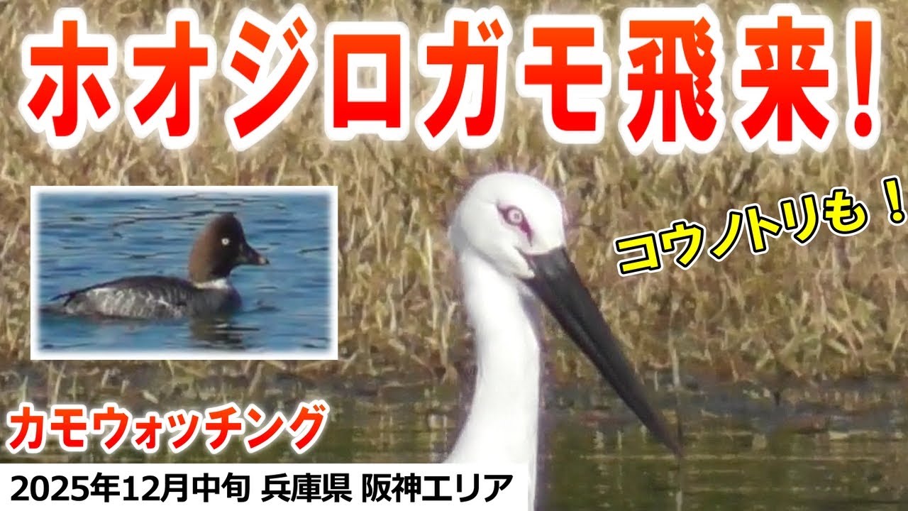 2025年12月中旬 カモウォッチング in 昆陽池公園（コウノトリ、ホオジロガモ、カルガモ、マルガモ、マガモ、ヒドリガモ、オナガガモ、ハシビロガモ、オカヨシガモ、ミコアイサ）