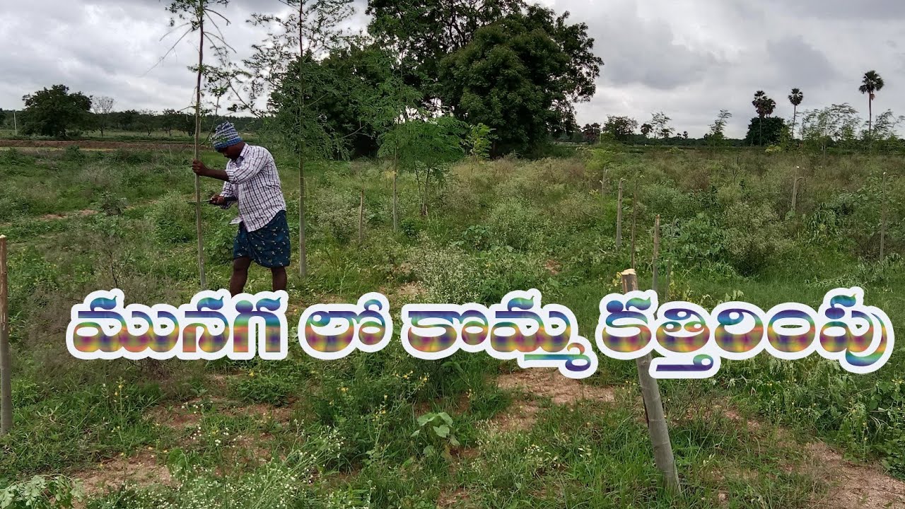మునగ లో కొమ్మ కత్తిరింపు //stalk pruning in moringa // siddhu agricultur itikalapalli