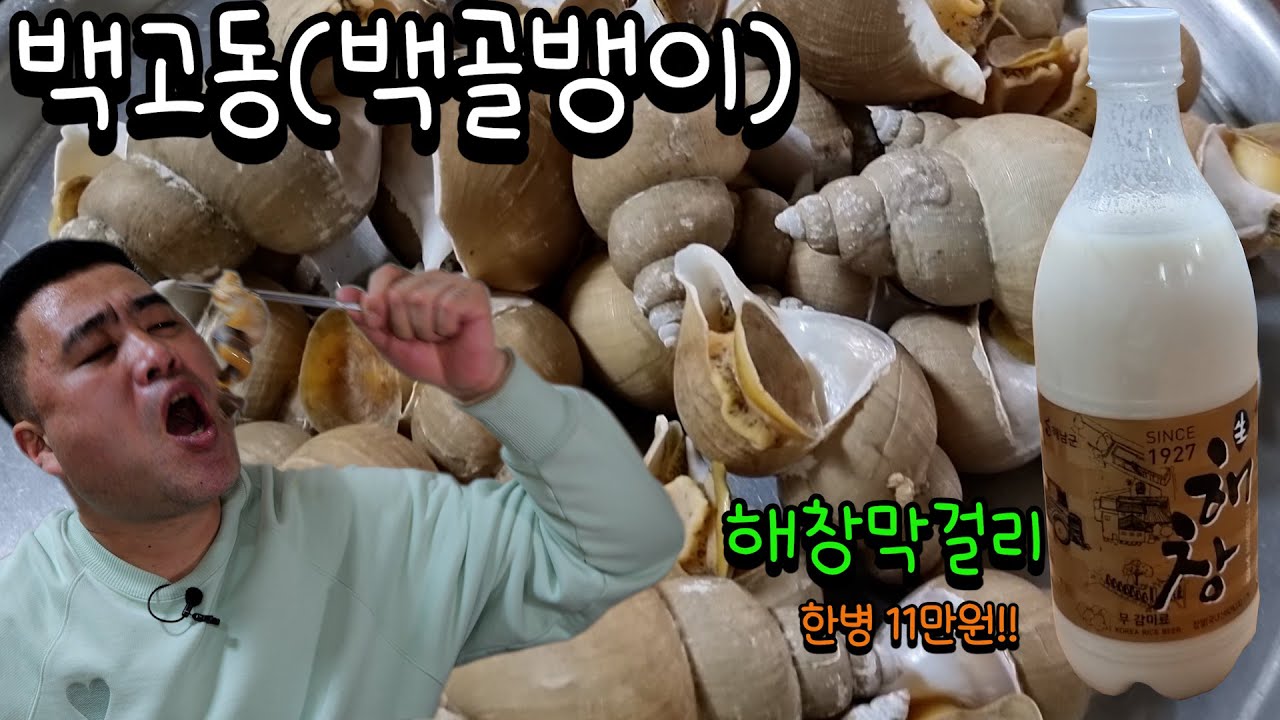 백고동(백골뱅이)올해도 제철 시즌이 왔습니다!!with 해창막걸리 18도 Eatingshow Mukbang