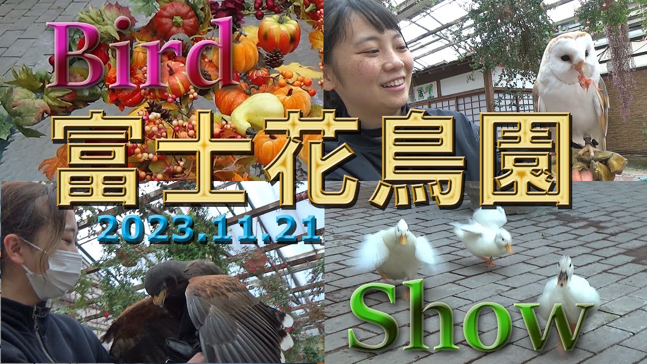 富士花鳥園　バードショー　2023.11.21