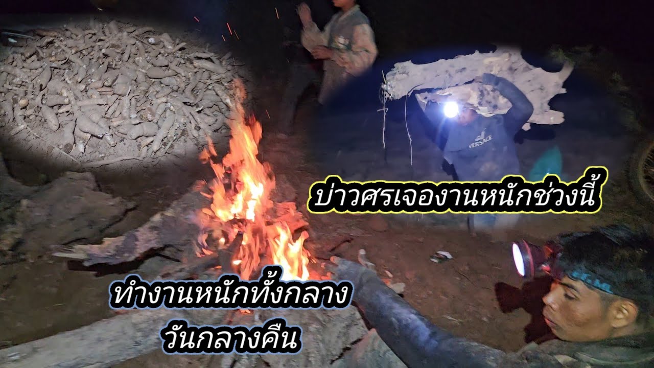 ค่ำคืนนี้บ่าวศรต้องนอนเฝ้ามัน ถ้าไม่นอนเฝ้ามีหวังไม่เหลือ แสนจะเหนื่อย 26 มกราคม ค.ศ. 2026