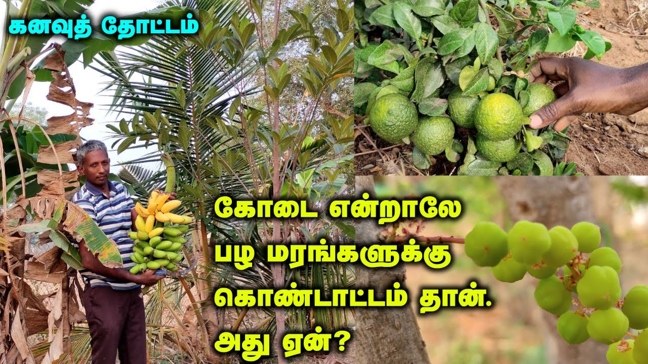 கனவுத் தோட்டம் | கோடை என்றாலே பழ மரங்களுக்கு கொண்டாட்டம் தான். அது ஏன்? | Fruit Trees in Summer