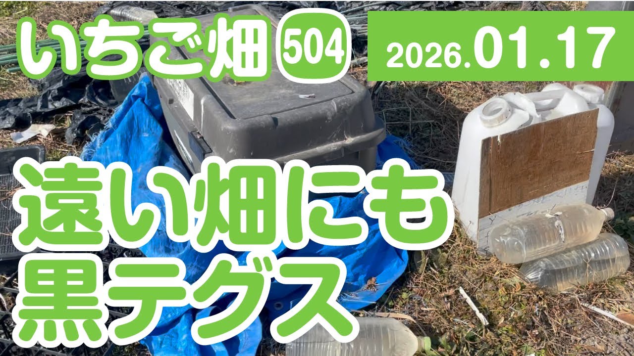 いちご畑【504】遠い畑にも　カラス対策に黒テグス