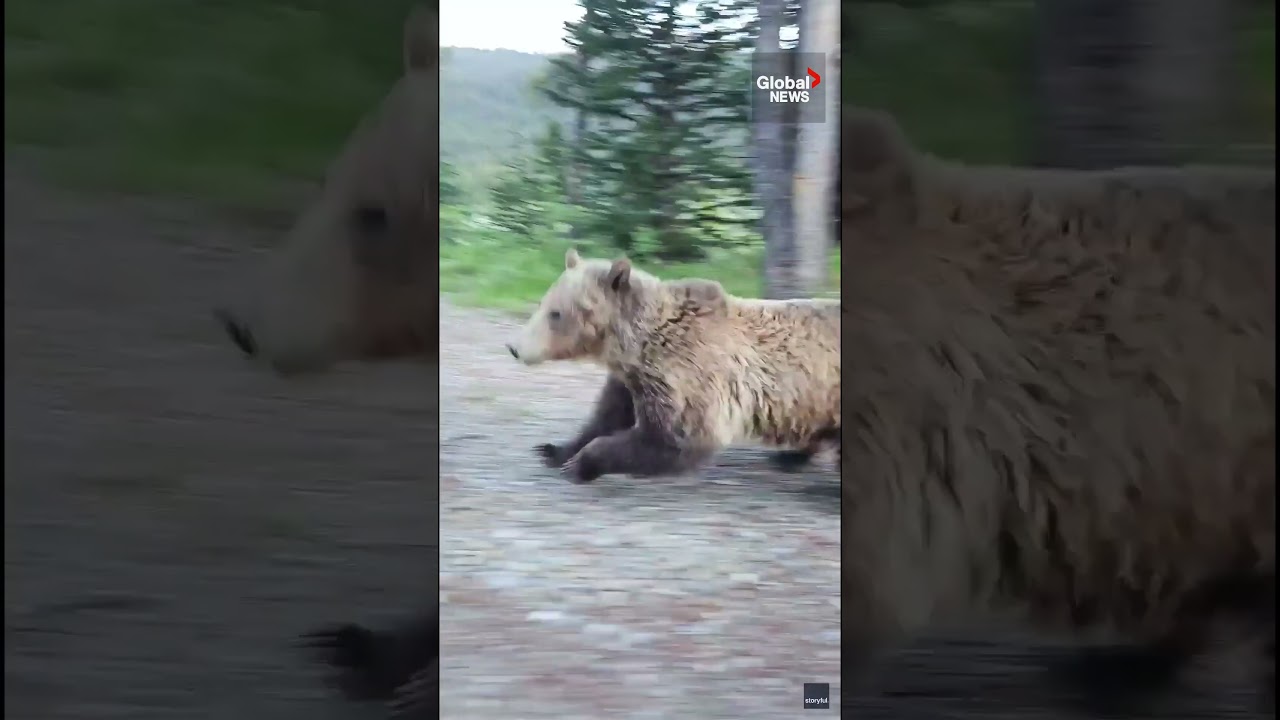 Woman has terrifying encounter with a grizzly bear while walking her dog in Alberta