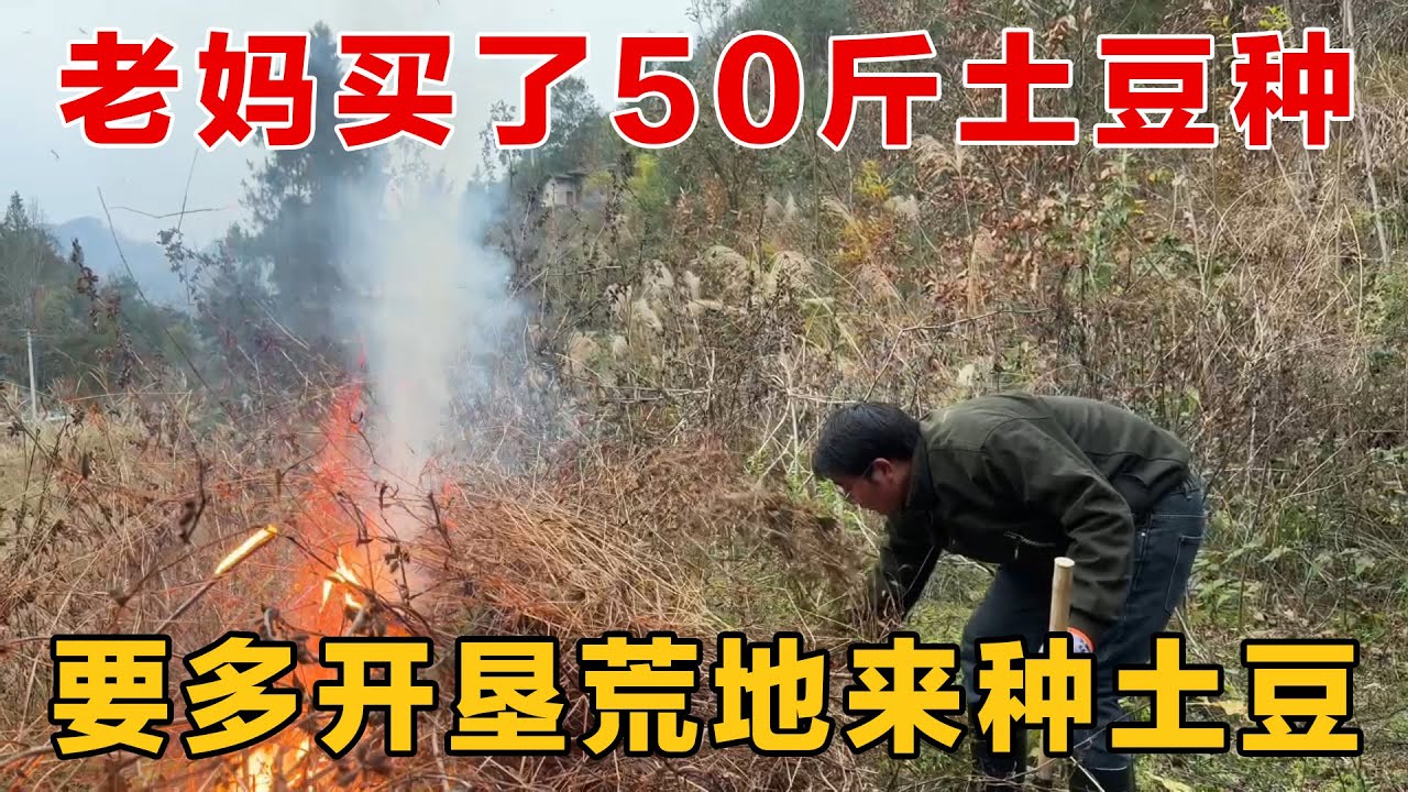 老妈买了50斤土豆种子，让我们多开垦荒地来种，以后就有粮食喂土鸡了