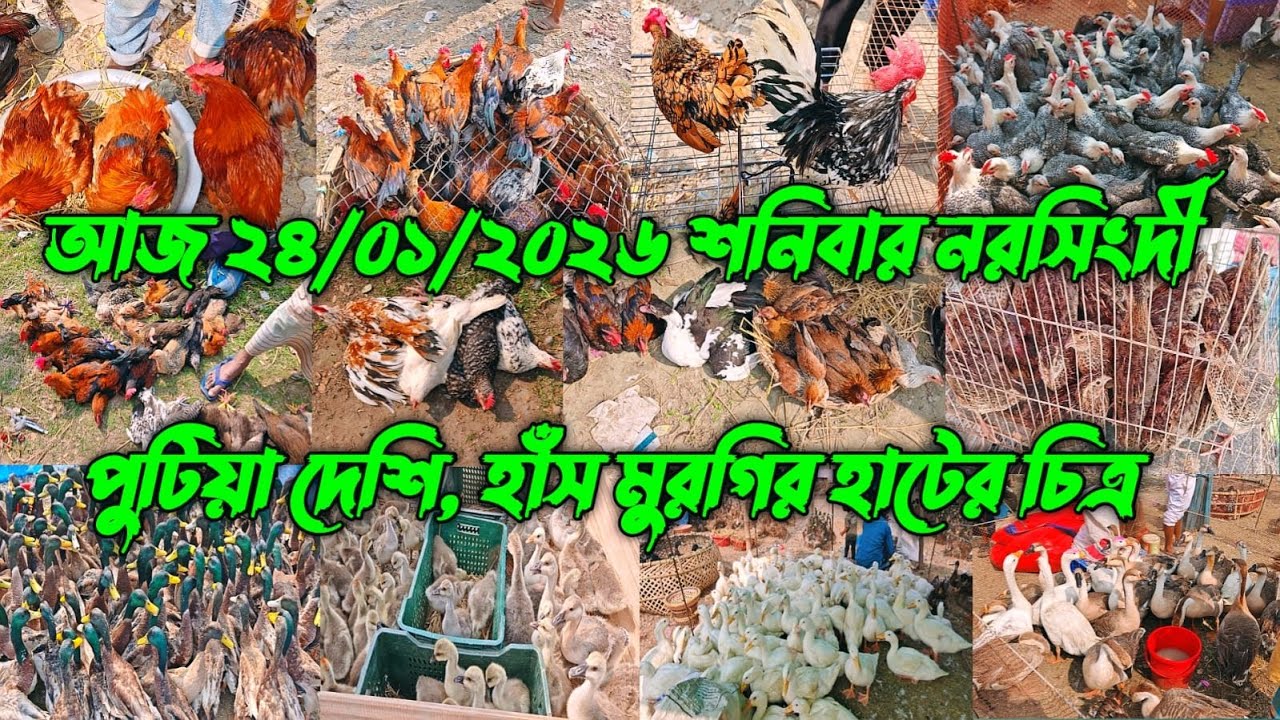 ২৪/০১/২০২৬ শনিবার নরসিংদী পুটিয়া দেশি, হাঁস মুরগির হাটের চিত্র