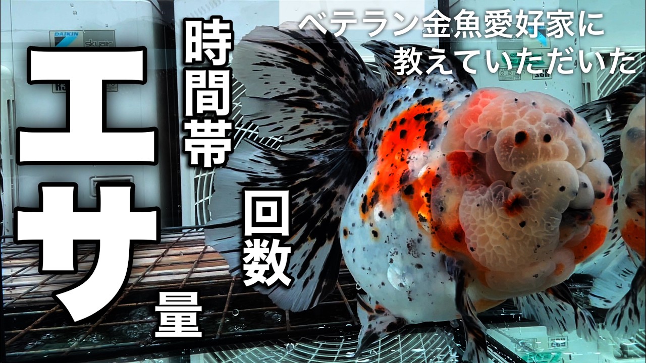 【2/4】金魚 ガチの東錦ローズテール | 雄雌の差 | エサの頻度や時間帯 | ベテラン金魚愛好家 多田野様の飼育場を拝見 | TADANO artisanal goldfish  @peperia