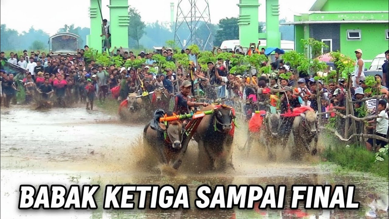 BABAK KETIGA SAMPAI FINAL KARAPAN SAPI BRUJUL 16 NOVEMBER 2025