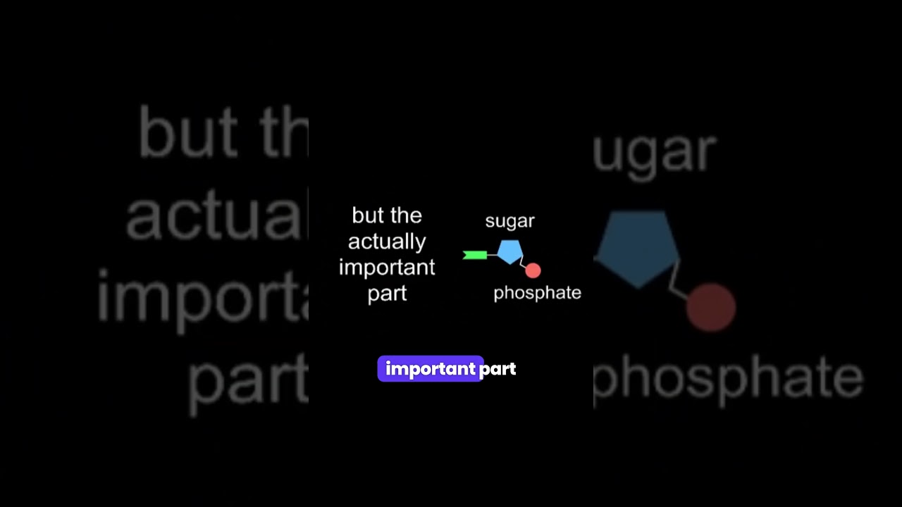 DNA: The Blueprint of Life #life  #biologystudents #genetics #cellbiology