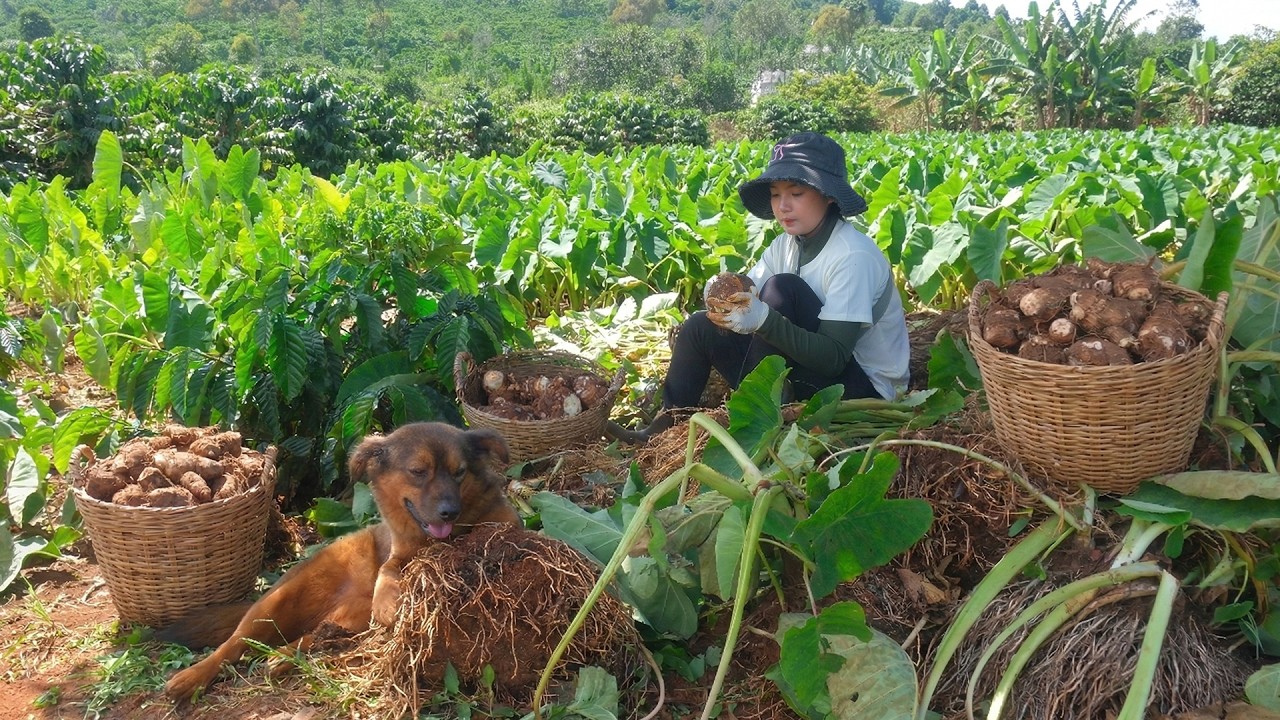 Harvest Waxy Sweet Potatoes To Sell At The Market, Plant By Cutting The Tubers Into Small Pieces