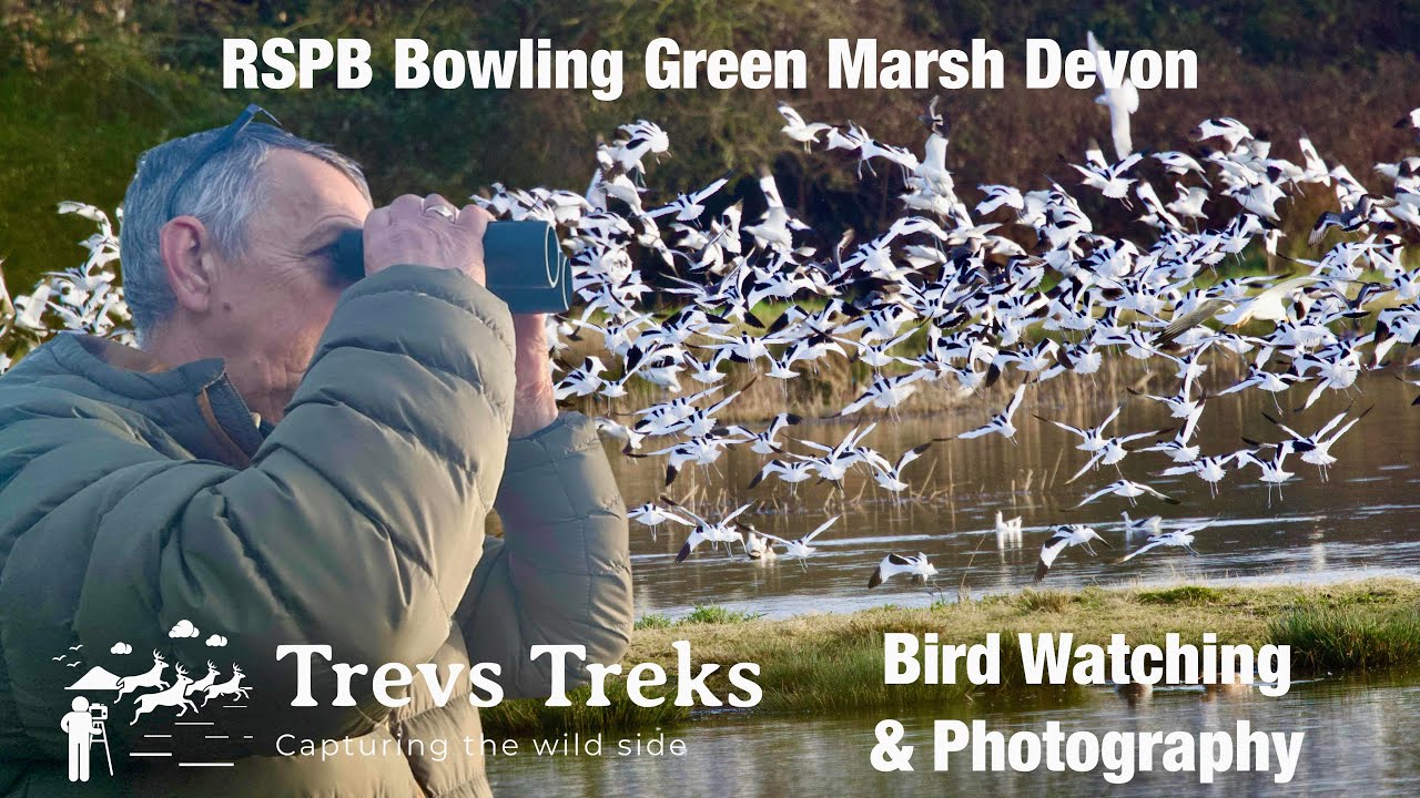 RSPB Bowling Green Marsh Exe Estuary Devon. Bird watching & photography. Canon R7 RF100-500