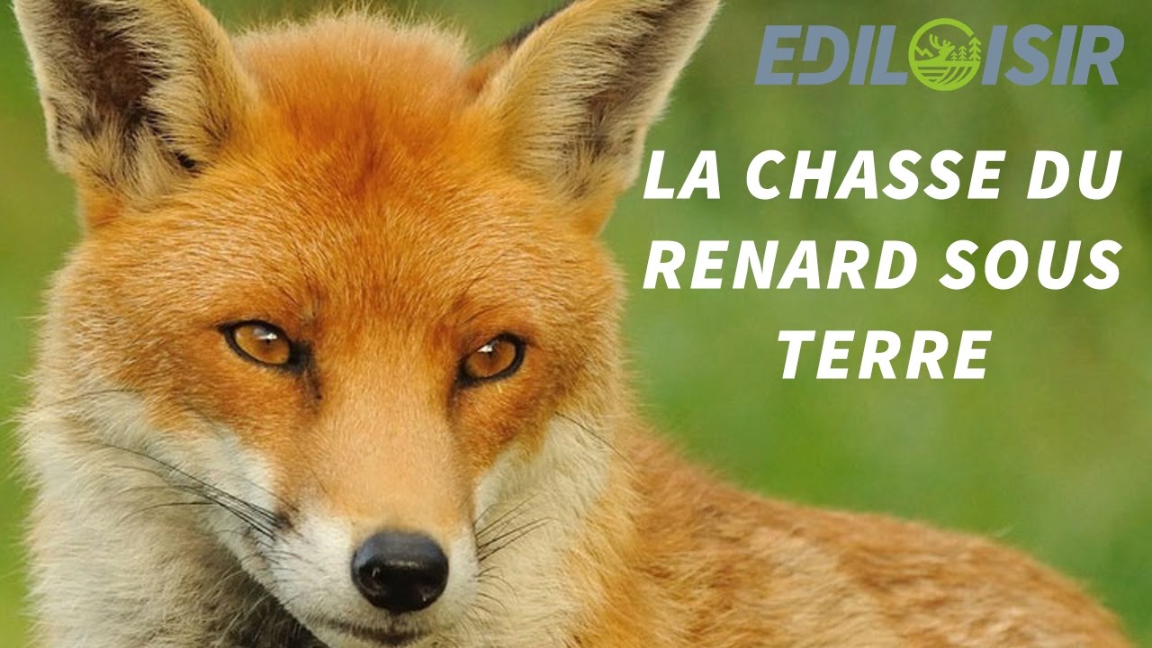 Renard : les secrets de la chasse sous terre