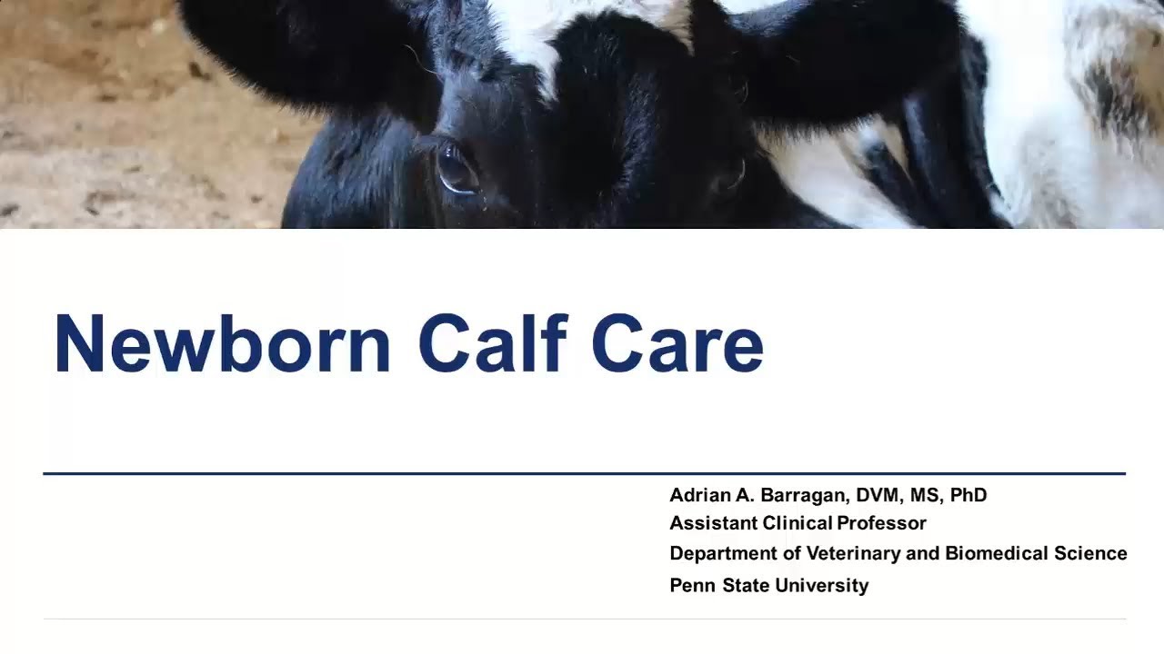 Newborn Calf Care