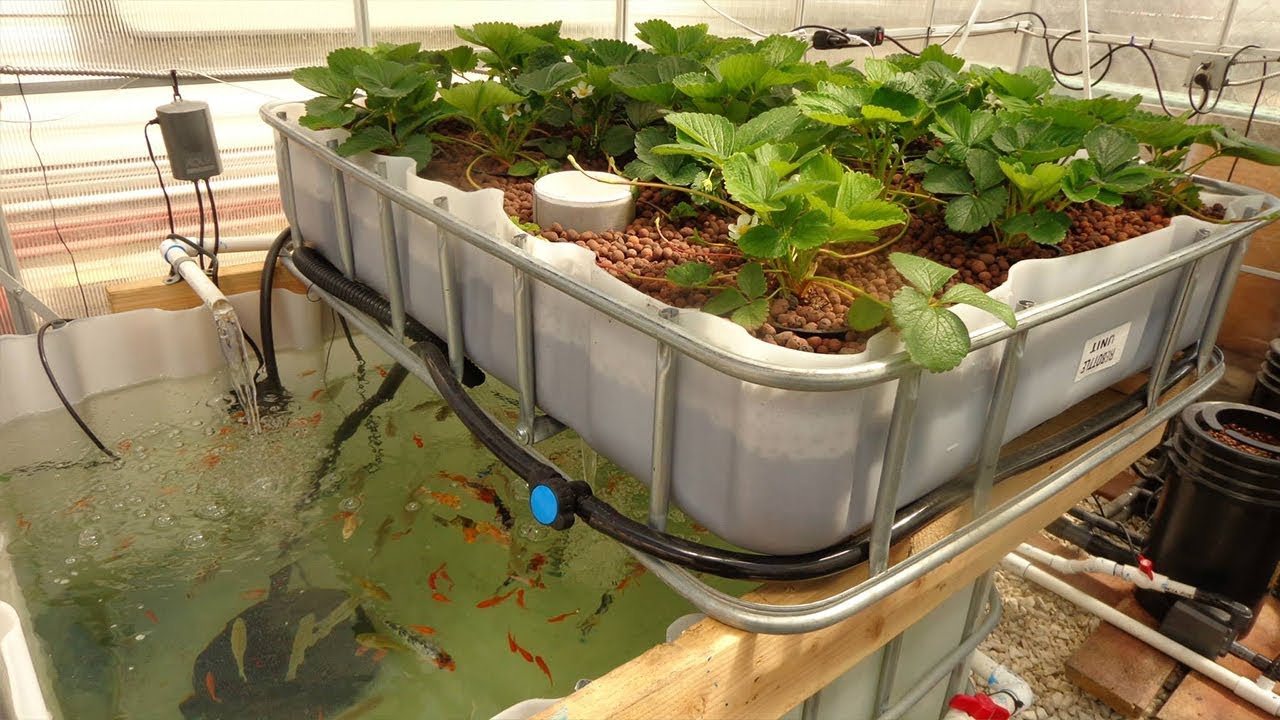 The Most Profitable Jobs You Can Start With A Backyard & A Basement: Worm Farm & Aquaponics!