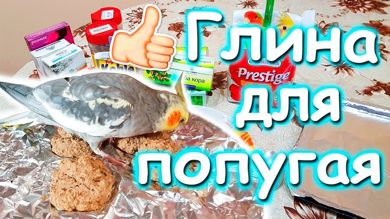 ГЛИНА ДЛЯ ПОПУГАЯ. Как приготовить глиняные лепёшки попугаю? | Рокки Life