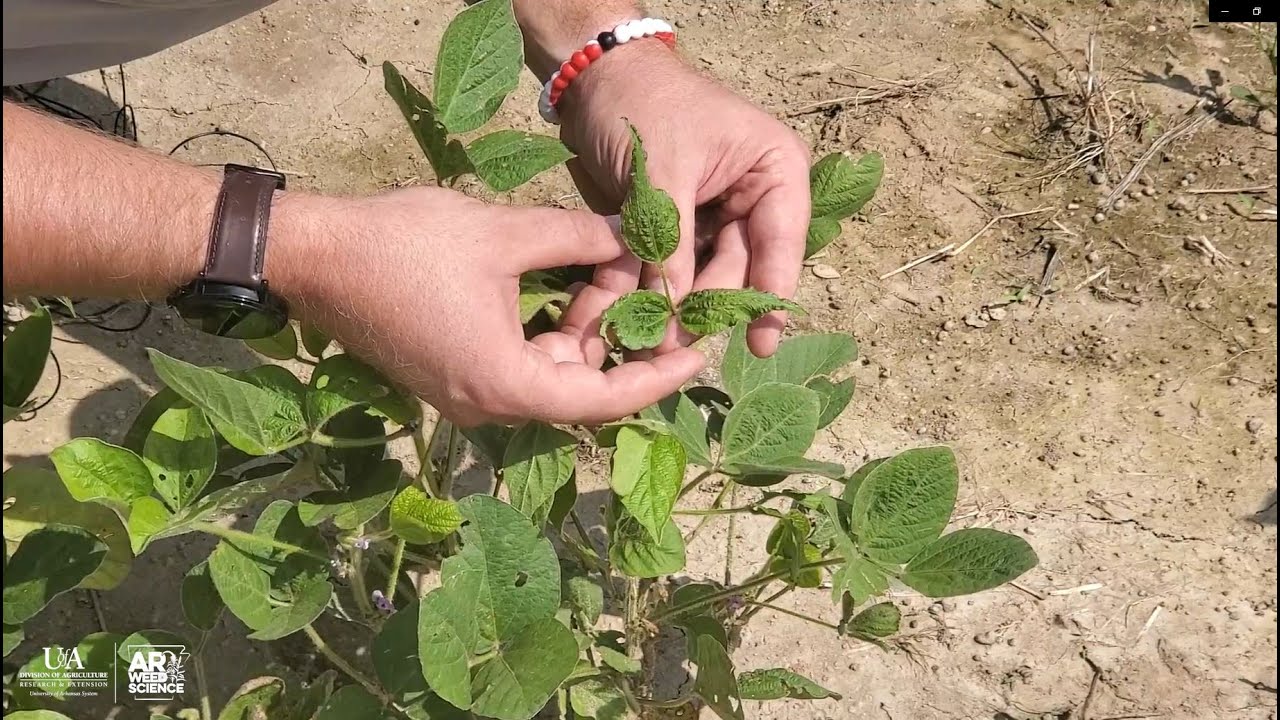 2020 Herbicide Symptomology - Growth Regulators