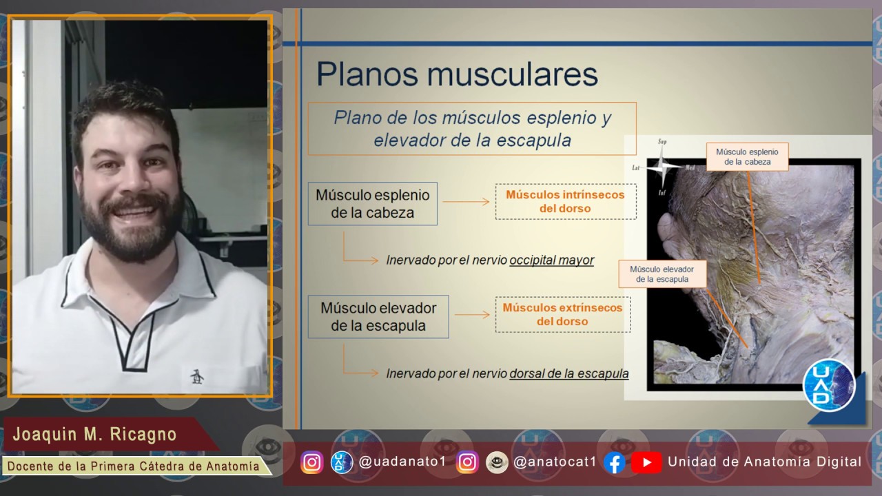Región cervical posterior: Teórico sobre conceptos básicos y generales