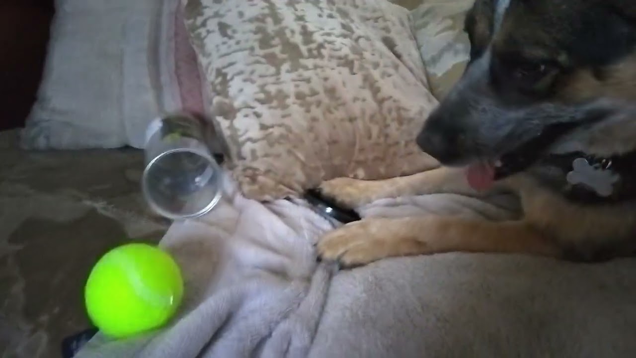 I found a way to keep Blue's tennis balls clean!