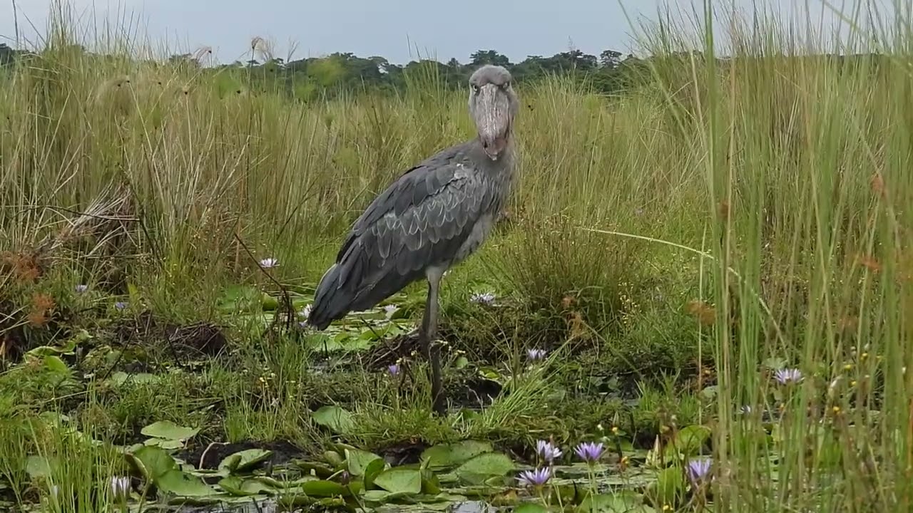 Shoebill (Balaeniceps rex), Mabamba Swamp, Uganda (3/4)