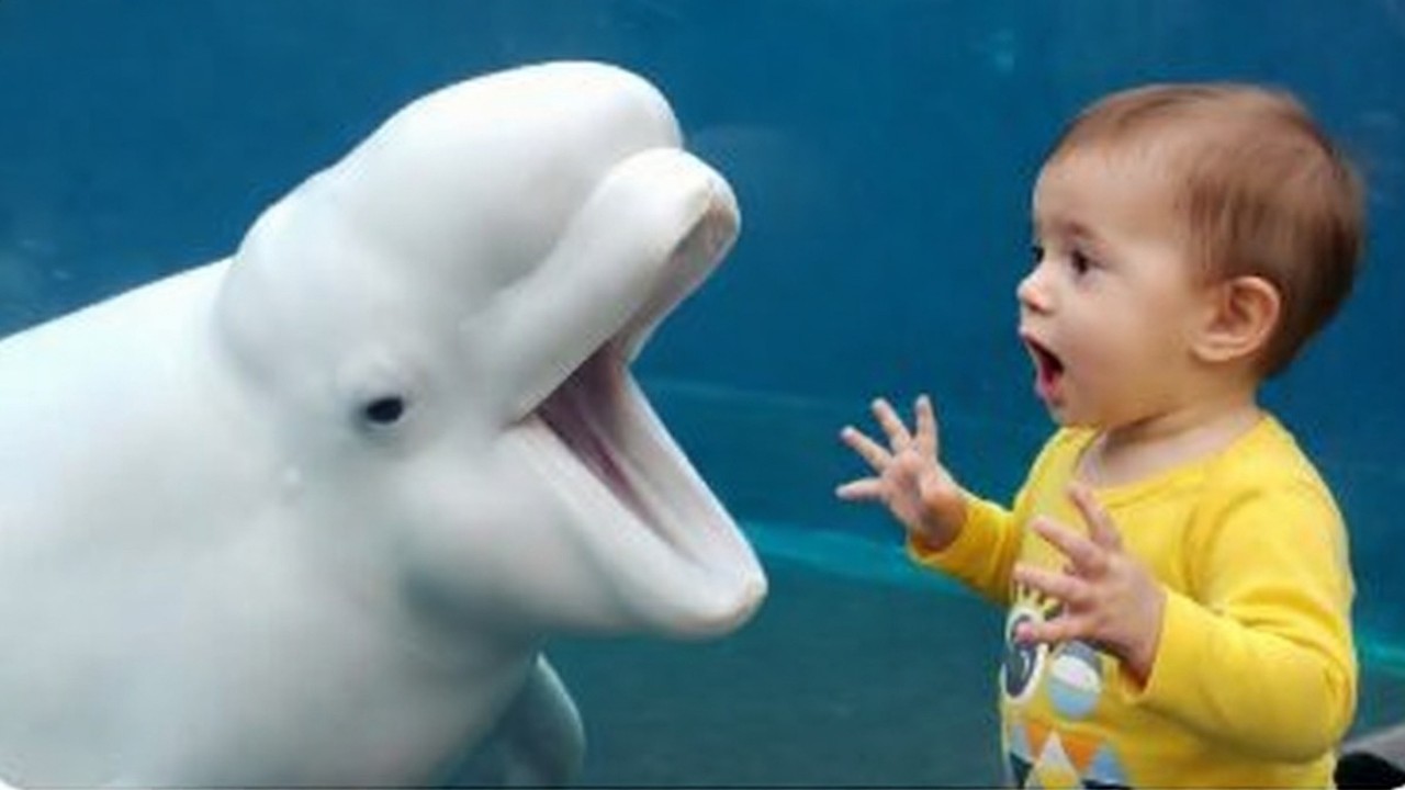 Маленький мальчик испугался белухи 🐳 Забавный малыш в аквариуме