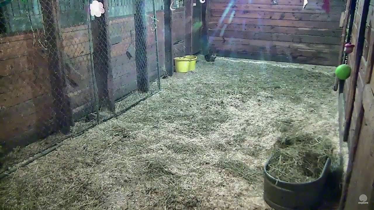 Owl catches rat (w. sound)
