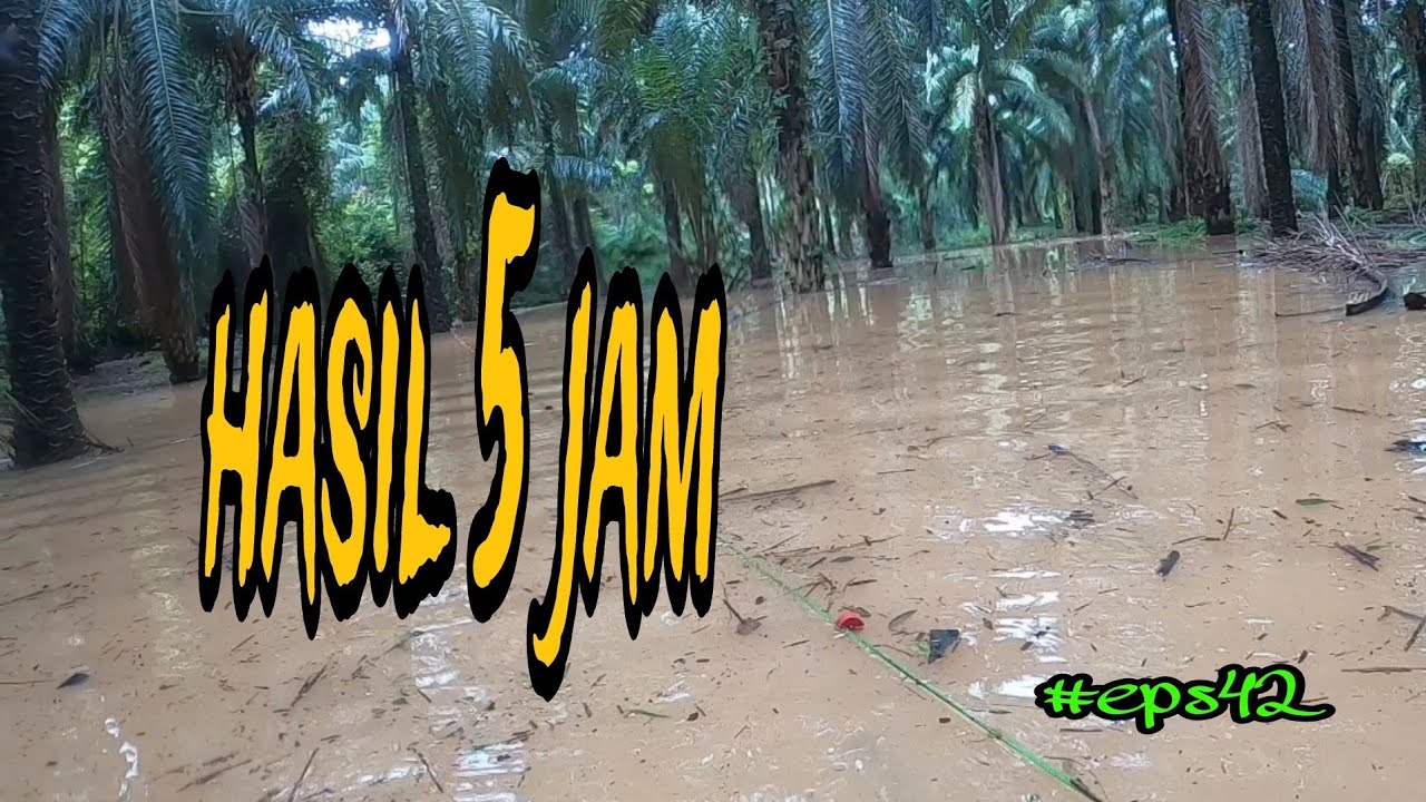 tahan jaring ikan rezeki Musim ikan naik bertelur (eps42)