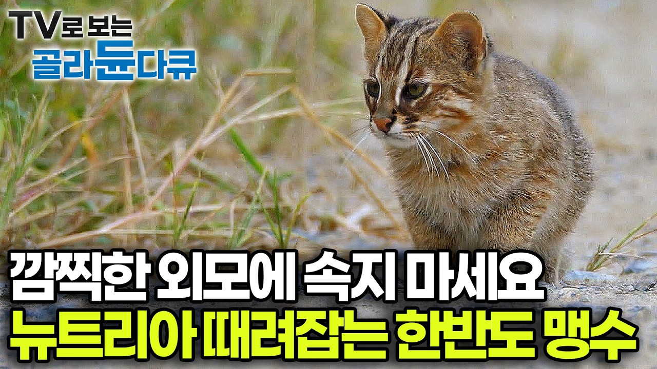 엄마 떠나 홀로 남겨진 새끼 삵의 생존법, 놀라운 반전 사냥 실력!｜한반도 산속에서 먹이사슬을 지키는 작은 포식자｜야생 삵 이야기｜다큐프라임｜#골라듄다큐