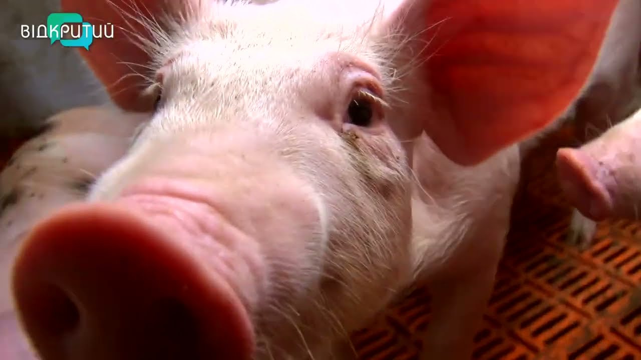 Продовольча безпека країни: як в умовах війни KSG Agro забезпечує безперебійне виробництво свинини
